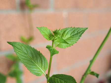 peppermint aka M balsamea Willd plant