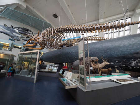 LONDON, UK - CIRCA JUNE 2017: The Natural History Museum on Exhibition Road in South Kensingtonのeditorial素材