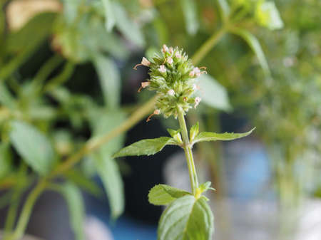 peppermint aka M balsamea Willd plantの写真素材