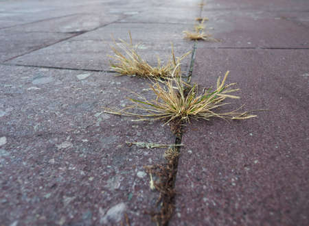 grass growing amidst the concrete pavement slabs