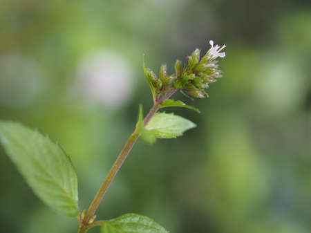 peppermint aka M balsamea Willd plant