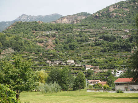 vineyard plantation of grape bearing vines grown for winemaking in Aosta Valley, Italyの写真素材
