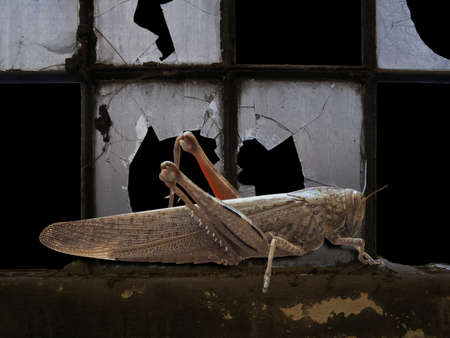 grasshopper insect animal on old industrial window with broken glass
