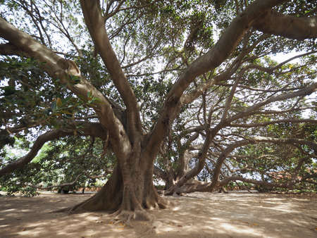 Moreton Bay fig (Ficus macrophylla) aka Australian banyan treeの写真素材