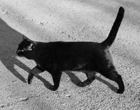 black domestic cat in black and whiteの写真素材