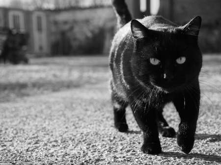 Black cat moving towards cameraの写真素材