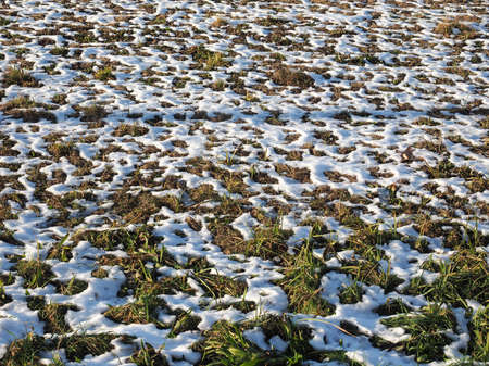 snow melting in a meadow in winterの写真素材