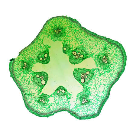 Light photomicrograph of Cucurbita stem cross section seen through microscope
