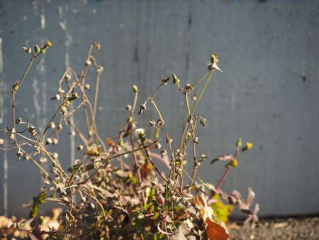 wild flowers growing from a concrete slab in the city centreの写真素材