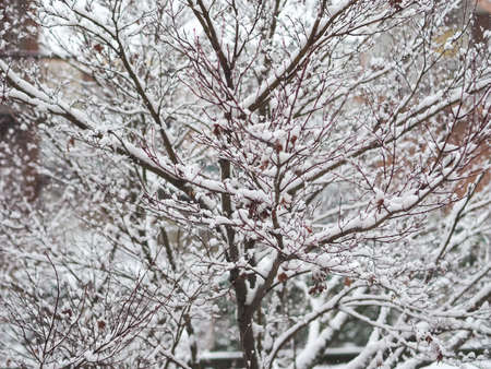 Snow on a tree in cold winter seasonの写真素材