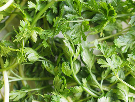 parsley cilantro coriander plant useful as a spiceの写真素材
