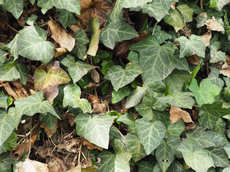 ivy (Hedera) plant useful as a background