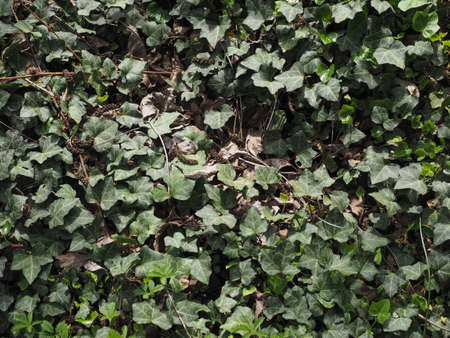 ivy (Hedera) plant useful as a backgroundの写真素材