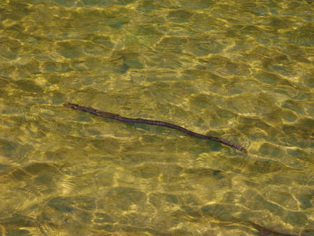 green water texture useful as a backgroundの写真素材