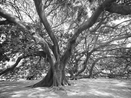 Moreton Bay fig (Ficus macrophylla) aka Australian banyan tree in black and white