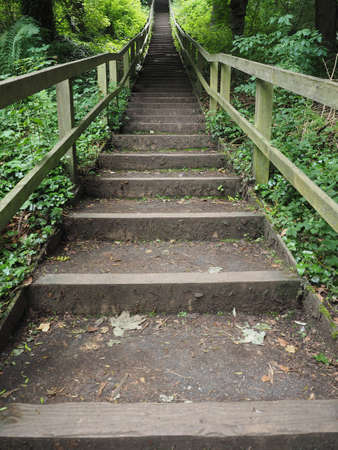 stairway in the woods amidst the greeneryの写真素材