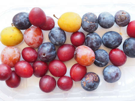plum prune (Prunus domestica) aka European plum fruit vegetarian foodの写真素材