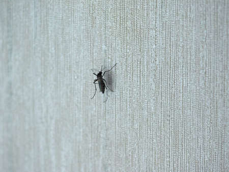 Tiger mosquito (midge fly of family Culicidae) insect animal on a wall indoor
