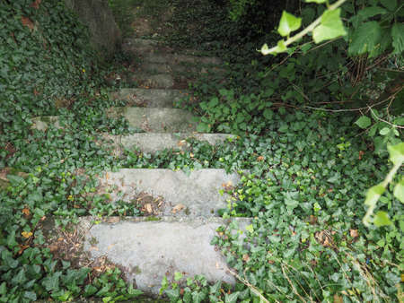 old stairway with ivy in the woodsの写真素材
