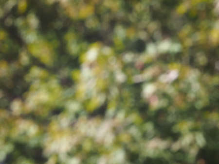 abstract green blur useful as a backgroundの写真素材