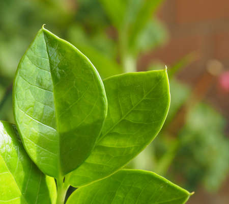 Green leaves useful as a natural background