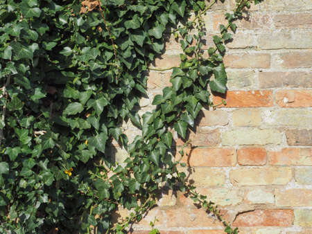 Ivy (Hedera) plant useful as a backgroundの写真素材
