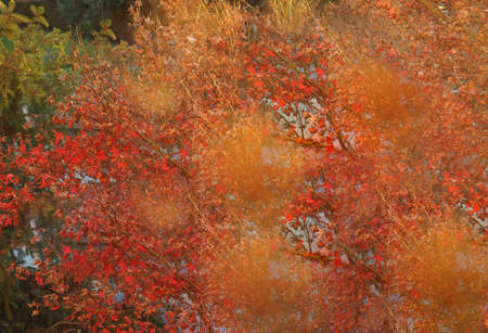 Defocused blur of autumn trees at sunset useful as a background