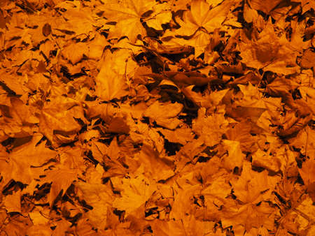brown leaves texture useful as a backgroundの写真素材