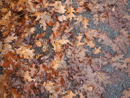 brown falling leaves texture useful as a background