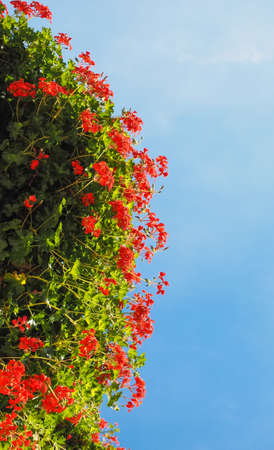 red geranium (Geraniales) aka cranesbill flower bloom over blue skyの写真素材
