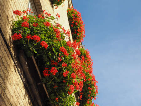 red geranium (Geraniales) aka cranesbill flower bloom over blue sky