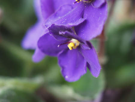 violet flower of plant saintpaulia aka African Violet