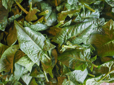 spinach (Spinacia oleracea) vegetables vegetarian and vegan food
