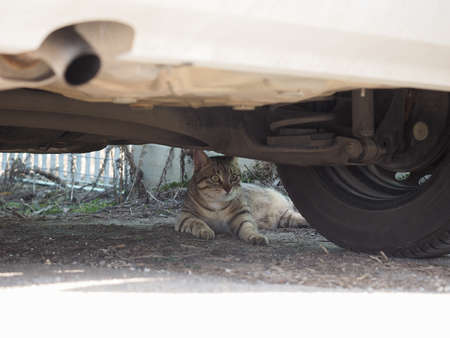grey domestic tabby cat housecat animal hiding under a carの写真素材