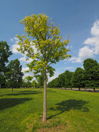 plane (Platanus) aka Sycamore tree in urban park over blue sky