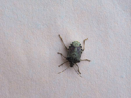 green shield bug aka Nezara Viridula animal of phylum Euarthropoda Hexapoda, clade Pancrustacea,...
