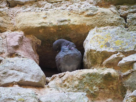 domestic pigeon animal in a hole in stone wallの写真素材