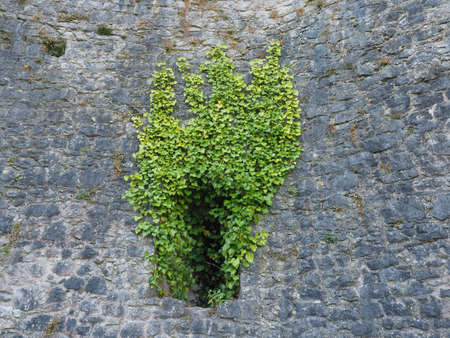 ivy (Hedera) plant growing on a stone wall useful as a backgroundの写真素材