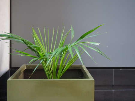 Elegant houseplant in modern flowerpot with copy spaceの写真素材