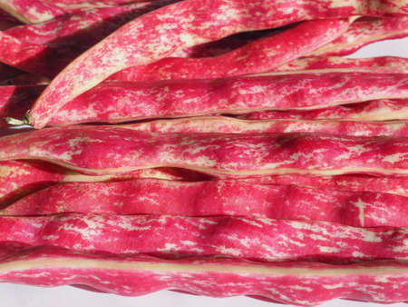 crimson beans variety of common bean (Phaseolus vulgaris) aka borlotti beans or cranberry beans...