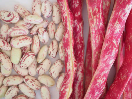crimson beans variety of common bean (Phaseolus vulgaris) aka borlotti beans or cranberry beans...