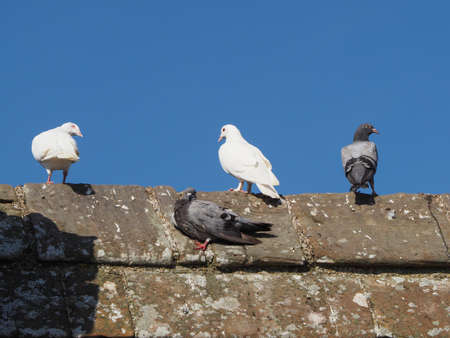 doves (aka white pigeons) and domestic pigeons on a wallの写真素材