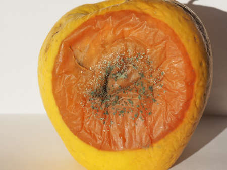 mold mildew fungi on a rotten apple