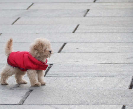 Poodle dog on the pavement with copy spaceの写真素材