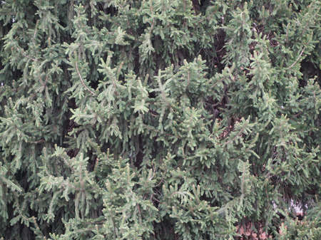 pine (conifer of genus Pinus, family Pinaceae) tree useful as a background