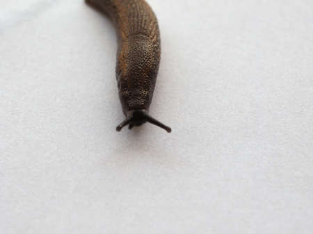 slug snail terrestrial gastropod mollusk on white backgroundの写真素材