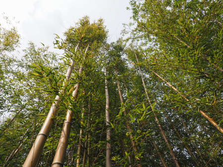 bamboo tree (scientific classification Bambusoideae) useful as a backgroundの写真素材