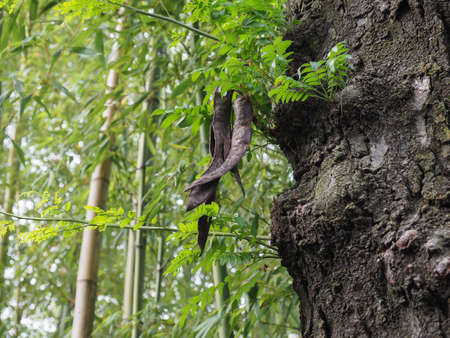 carob tree (scientific name Ceratonia siliqua) fruitsの写真素材