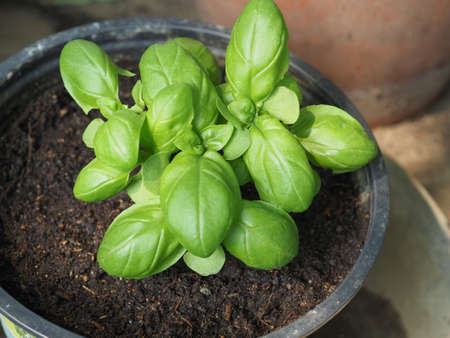 basil (scientific name Ocimum basilicum) aka Thai basil or sweet basil plant in a potの写真素材