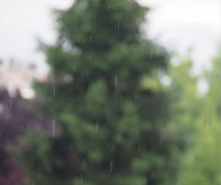 defocused blur of tree useful as a background
